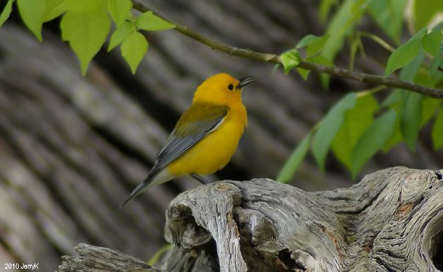 Prothonotary Warbler