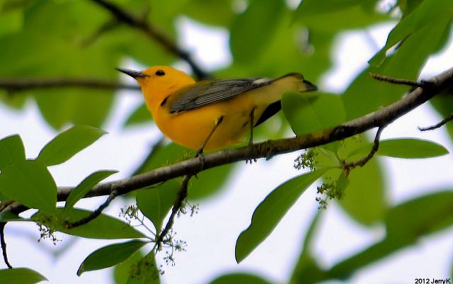 Prothonotary Warbler