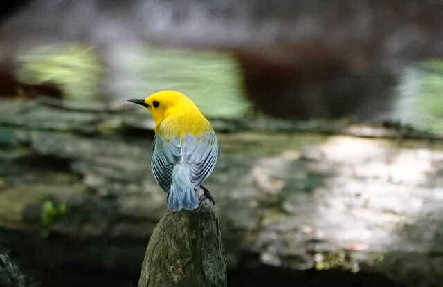 Prothonotary Warbler