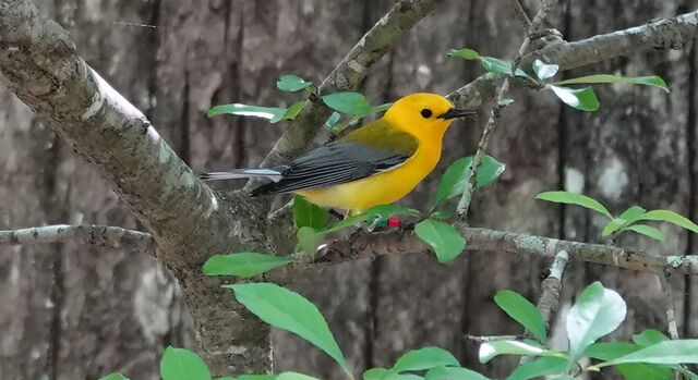 Prothonotary Warbler