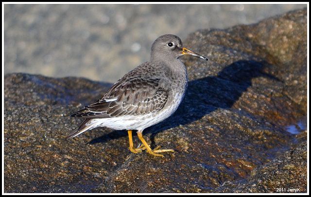 Purple Sandpiper