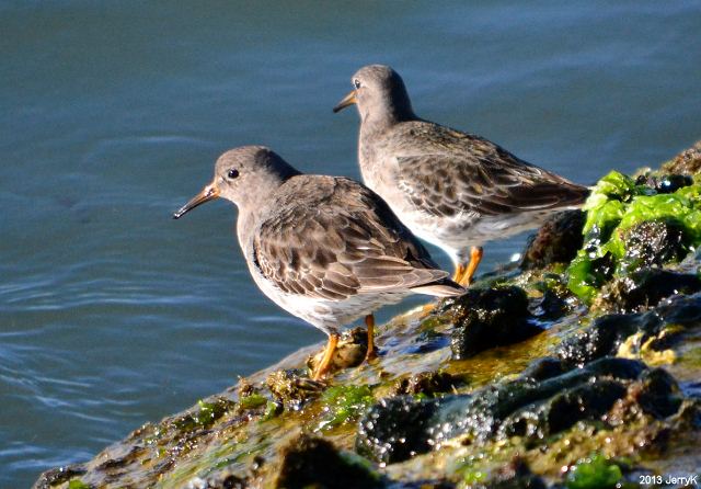 Purple Sandpipers