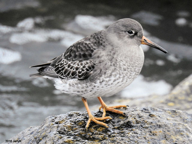 Purple Sandpiper