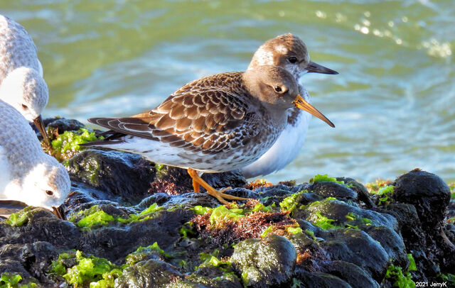 Purple Sandpiper
