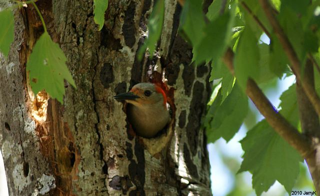 Red-bellied Woodpecker