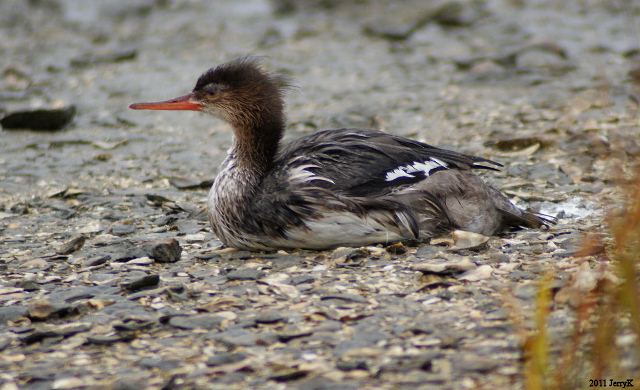 Red-breasted Merganser