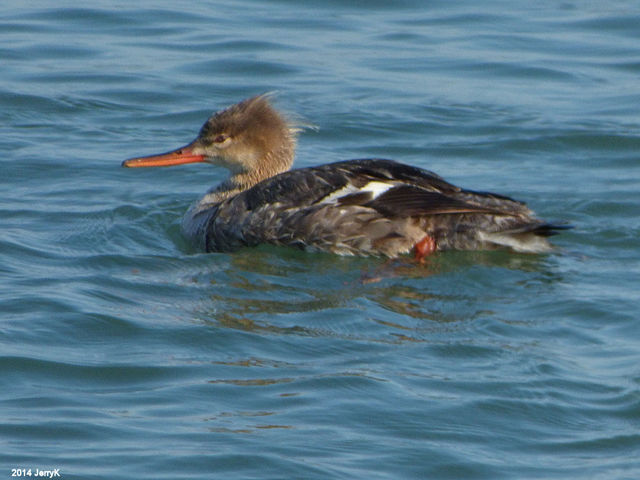 Red-breasted Merganser
