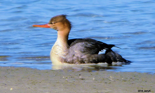 Red-breasted Merganser