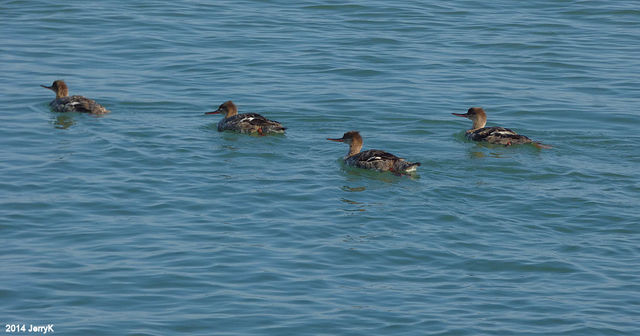 Red-breasted Merganser