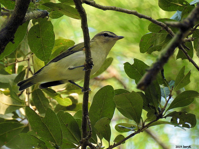 Red-eyed Vireo