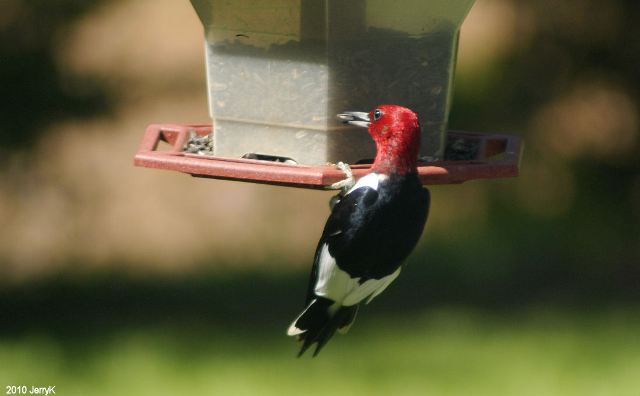 Red-headed Woodpecker