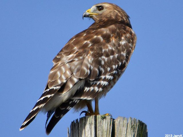 Red-shouldered Hawk