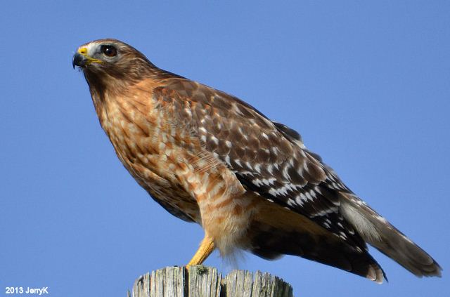 Red-shouldered Hawk