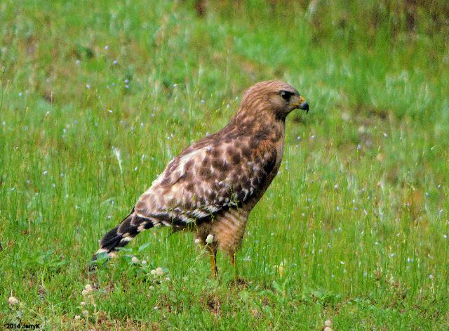 Red-shouldered Hawk