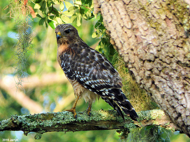 Red-shouldered Hawk