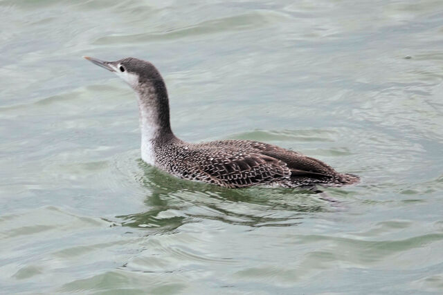 Red-throated Loon