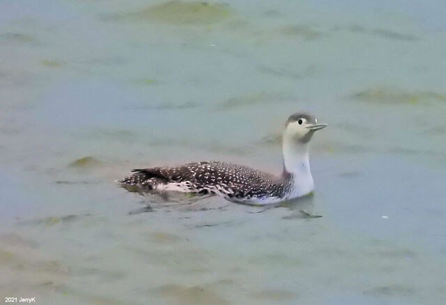 Red-throated Loon