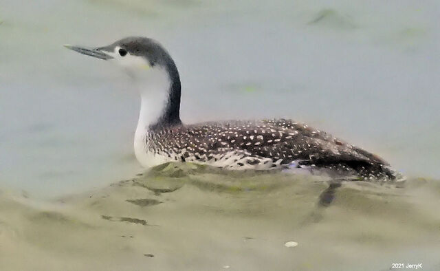 Red-throated Loon