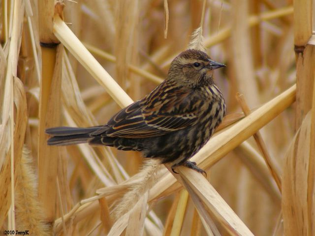 Red-winged Blackbird