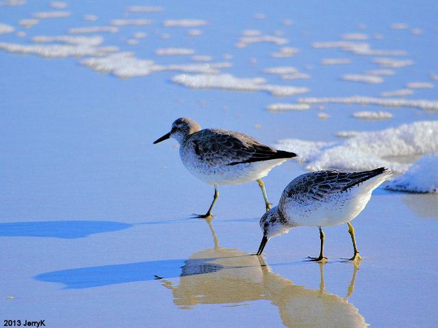 Red Knots