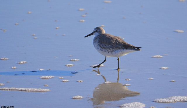 Red Knots