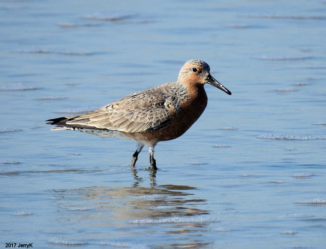 Red Knot