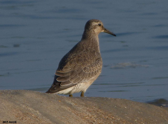 Red Knot