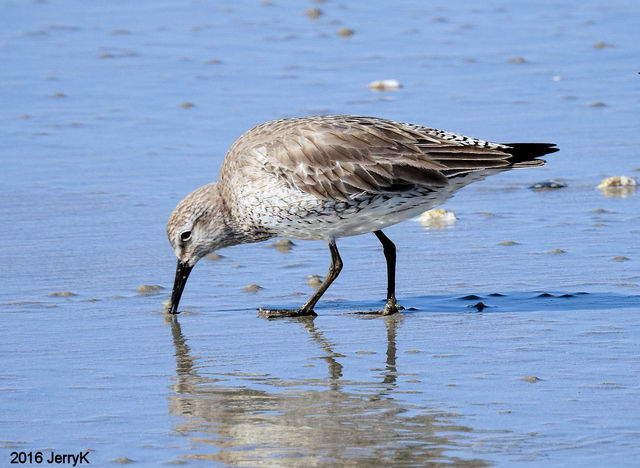 Red Knot