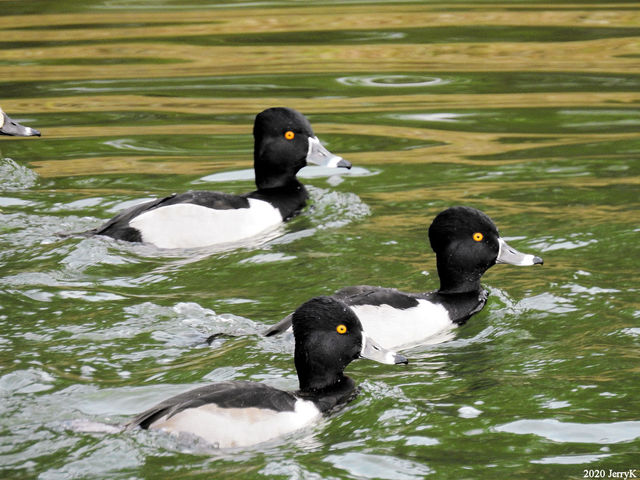 Ring-necked Duck