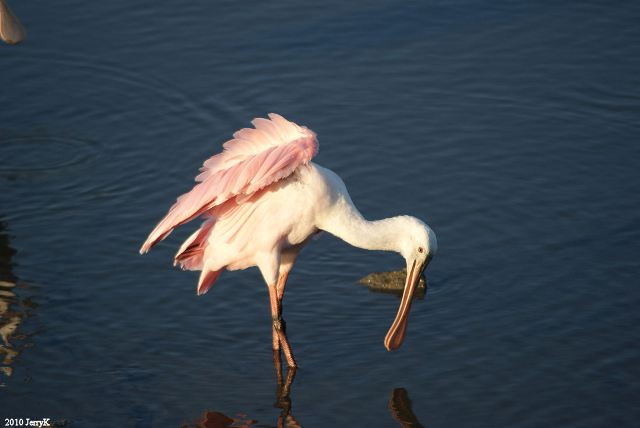 Roseate Spoonbills