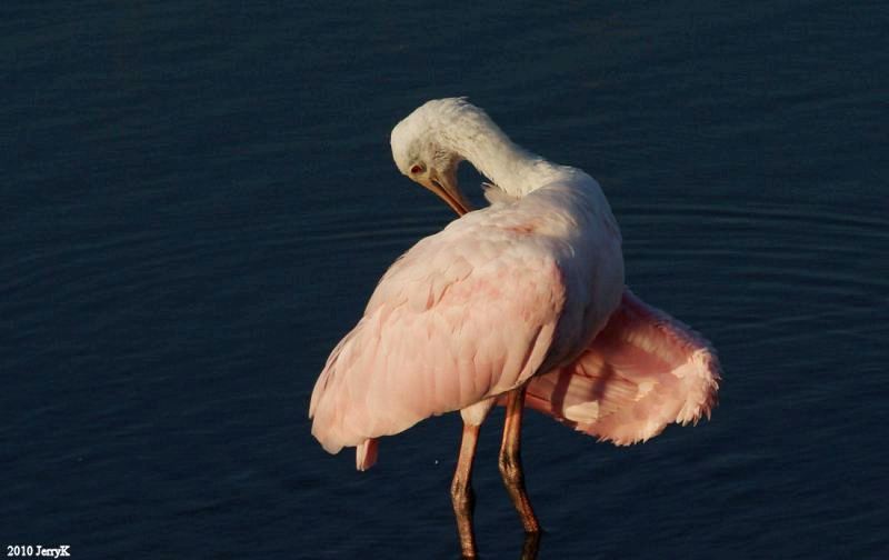 Roseate Spoonbills