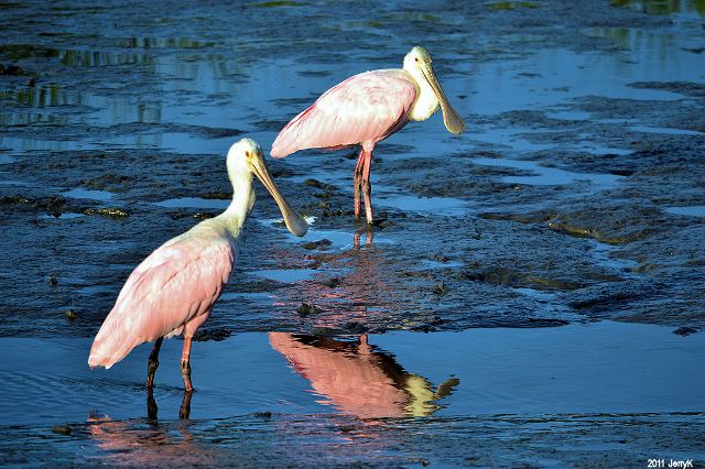 Roseate Spoonbills