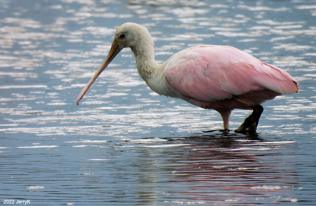 Roseate Spoonbill