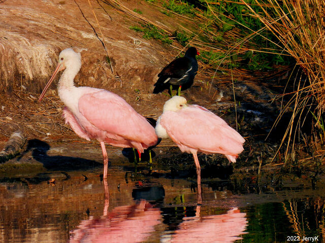 Roseate Spoonbill
