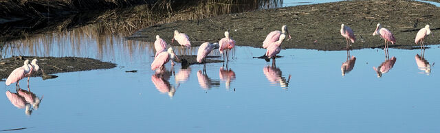 Roseate Spoonbill