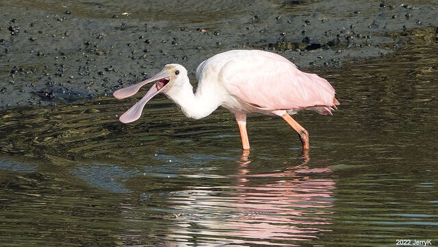 Roseate Spoonbill