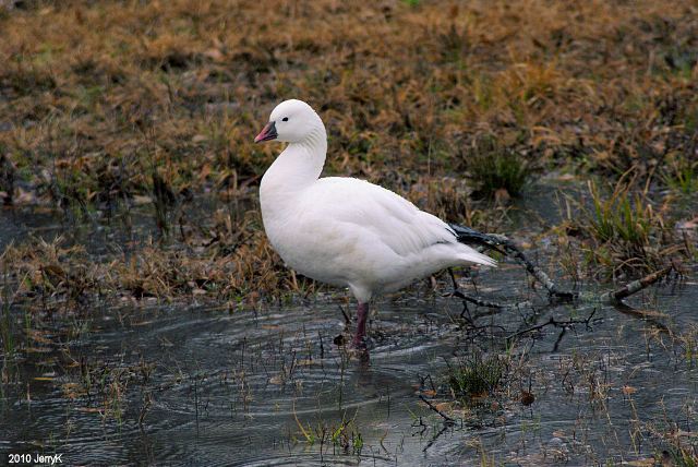 Ross's Goose