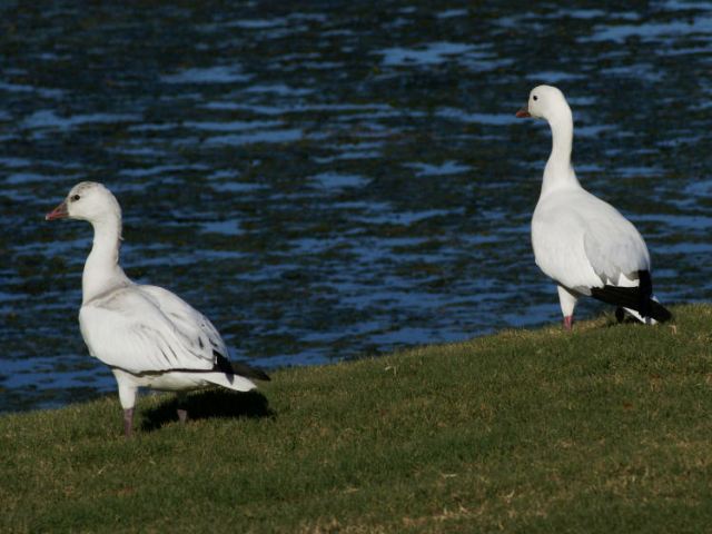 Ross's Geese