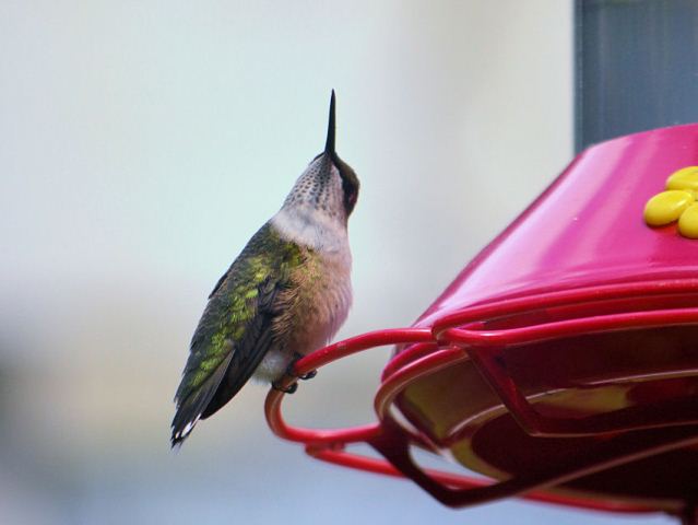 Ruby-throated Hummingbird