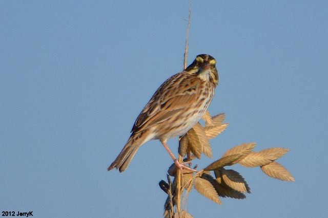 Savannah Sparrow