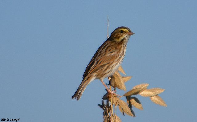 Savannah Sparrow