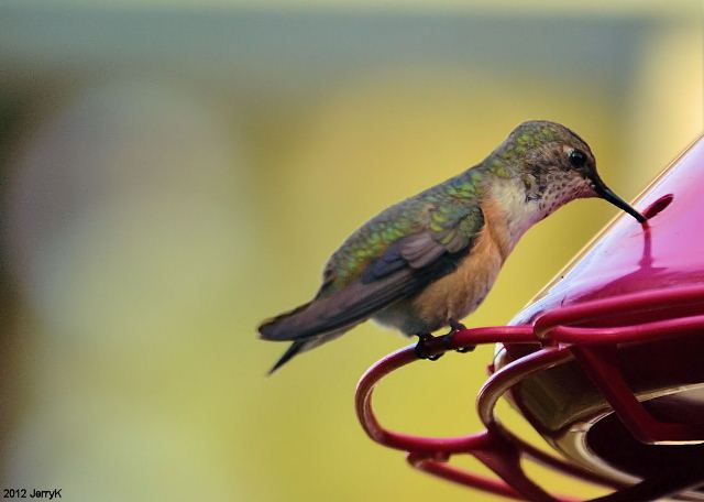 selasphorus hummingbird selasphorus hummingbird