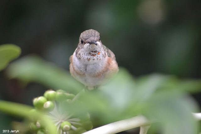 <i>Selasphorus</i> Hummingbird