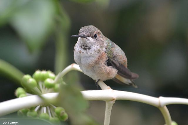 <i>Selasphorus</i> Hummingbird