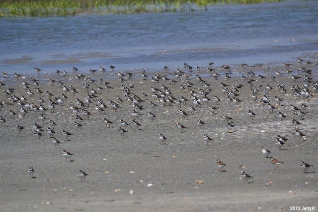 Semipalmated Plovers
