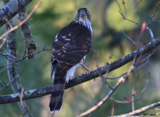 Sharp-shinned Hawk