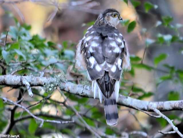 Sharp-shinned Hawk