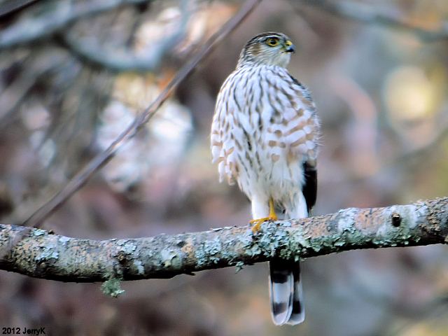 Sharp-shinned Hawk