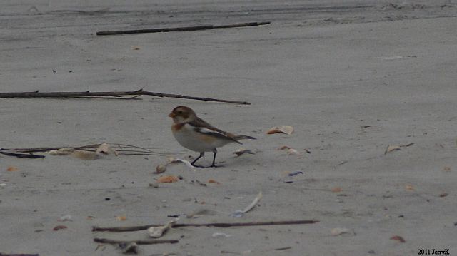 Snow Bunting