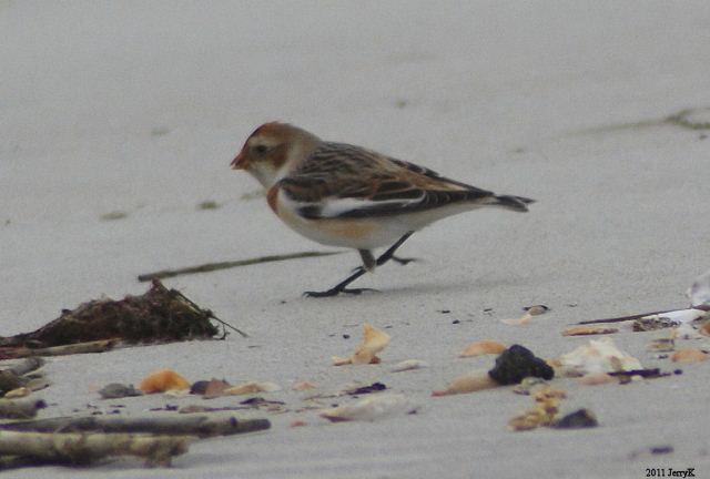 Snow Bunting